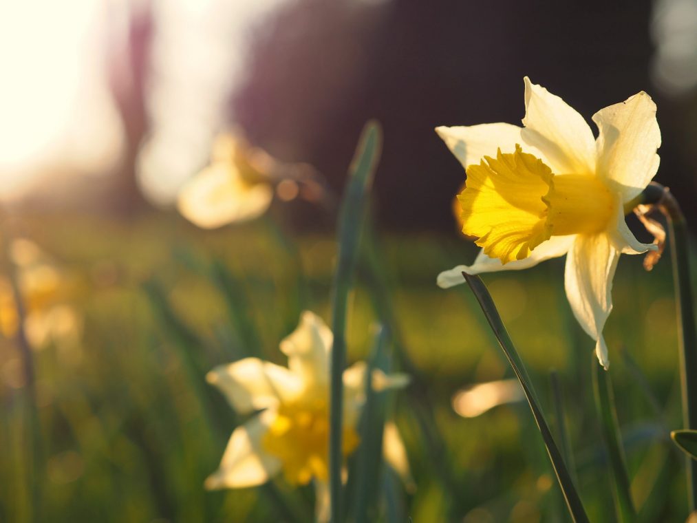 daffodil in a field 
